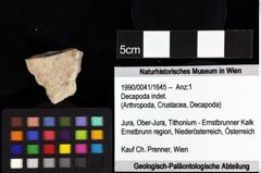 Foto (Objket + Etiketten) von Decapoda indet. 